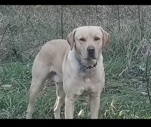 Father of the Labrador Retriever puppies born on 05/11/2025