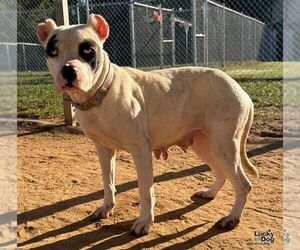 Labrador Retriever-Unknown Mix Dogs for adoption in Washington, DC, USA