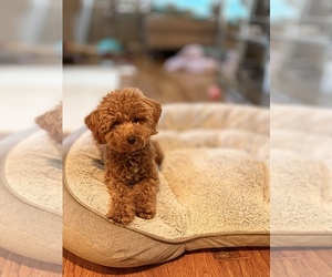 Bichpoo Puppy for sale in COLUMBIA, MD, USA