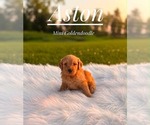 Small #2 Goldendoodle (Miniature)