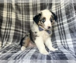 Small #6 Miniature Australian Shepherd