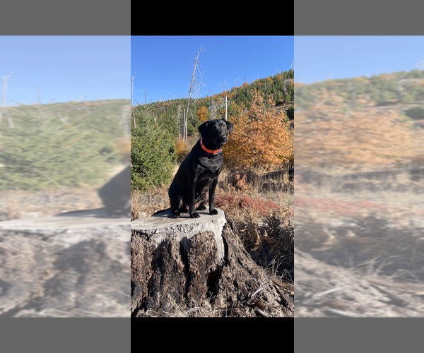 Medium Photo #26 Labrador Retriever Puppy For Sale in REDDING, CA, USA