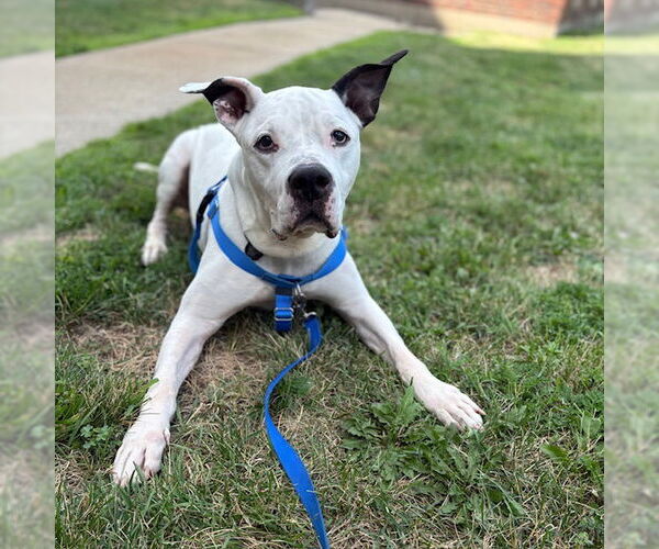 Medium Photo #2 American Bulldog-Unknown Mix Puppy For Sale in Boston, MA, USA