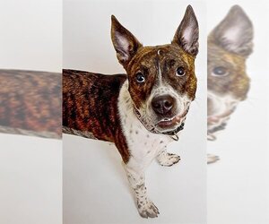 American Staffordshire Terrier-Australian Cattle Dog Mix Dogs for adoption in Ogden, UT, USA