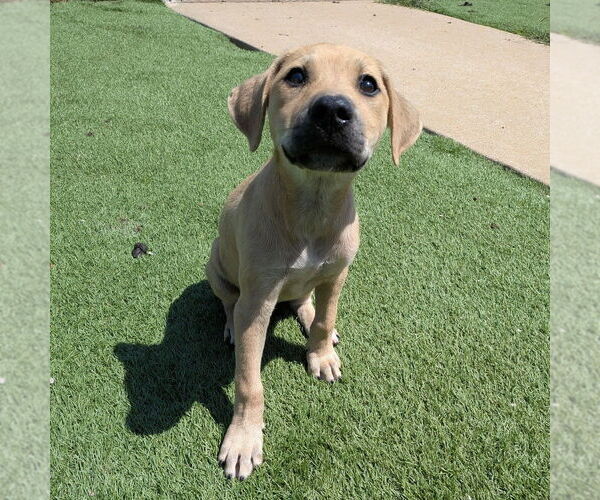 Medium Photo #5 Mutt Puppy For Sale in Vail, AZ, USA