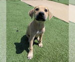 Small #4 Mutt