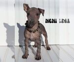 Image preview for Ad Listing. Nickname: Neni