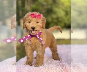 Goldendoodle Puppy for sale in FROSTPROOF, FL, USA