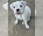 Puppy Dulce Boxer
