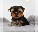 Small #2 Yorkshire Terrier