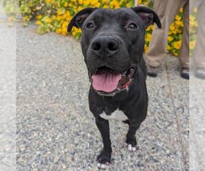 Mutt Dogs for adoption in Anchorage, AK, USA