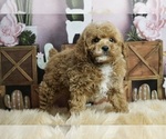 Small #6 Poodle (Miniature)