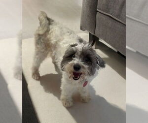 Medium Shih Tzu Mix