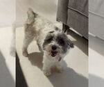 Small Shih Tzu Mix