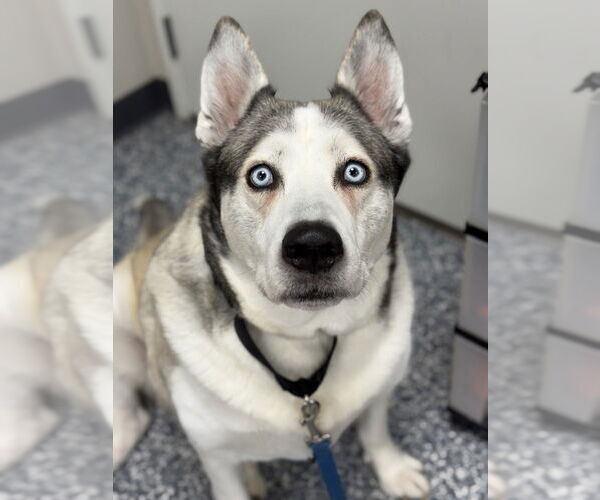 Medium Photo #3 Siberian Husky Puppy For Sale in Bemidji, MN, USA