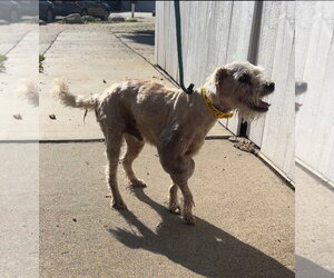 Gimpy - Male Poodle (Miniature)-Unknown Mix Dog for Adoption - Photo #4