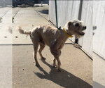 Small Photo #4 Poodle (Miniature)-Unknown Mix Puppy For Sale in Newport Beach, CA, USA