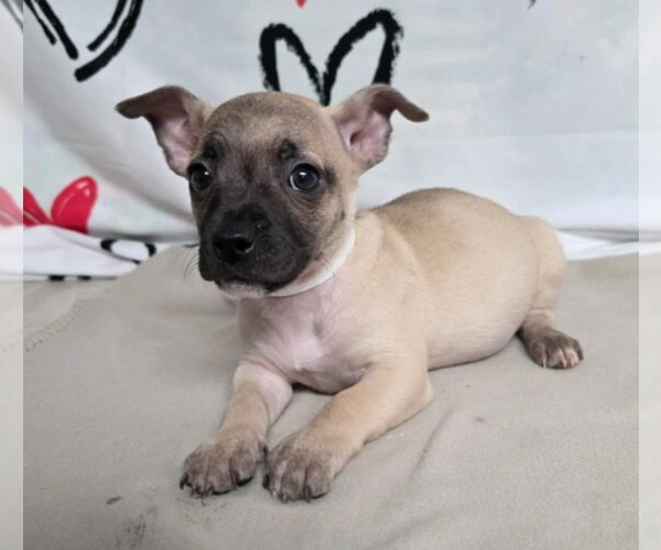 Medium Photo #1 Chihuahua-Unknown Mix Puppy For Sale in Lakewood, CO, USA