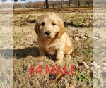 Small Photo #29 Goldendoodle Puppy For Sale in CLARKSVILLE, TX, USA