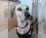 Small #2 Black Mouth Cur Mix