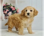 Small #3 Maltipoo-Poodle (Toy) Mix