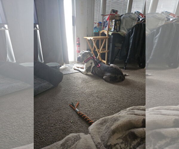 Medium Photo #8 Great Dane Puppy For Sale in Goodyear, AZ, USA