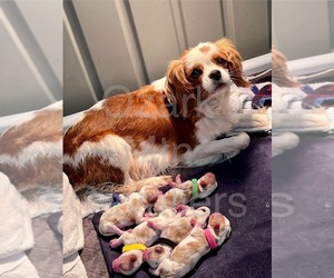 Mother of the Cavalier King Charles Spaniel puppies born on 04/07/2024