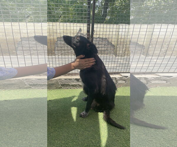 Medium Photo #2 Labrador Retriever-Unknown Mix Puppy For Sale in Brooklyn, NY, USA