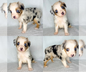 Miniature Australian Shepherd Puppy for sale in BROOKER, FL, USA