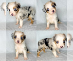 Image preview for Ad Listing. Nickname: Blue Merle girl