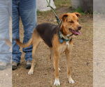 Small #1 German Shepherd Dog-Greyhound Mix