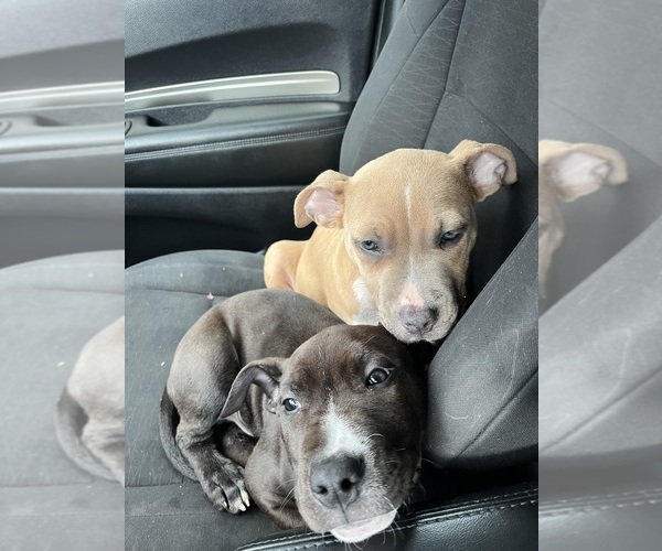 Medium Photo #10 American Pit Bull Terrier Puppy For Sale in MEMPHIS, TN, USA