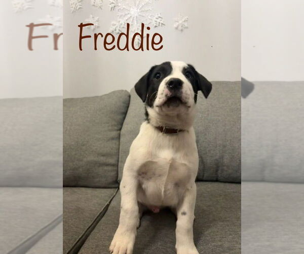 Medium Photo #1 Boxer-Unknown Mix Puppy For Sale in Salt Lake City, UT, USA