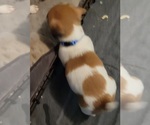 Small #3 Russell Terrier