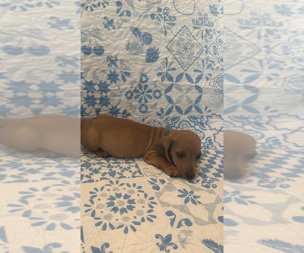 Medium Photo #3 Dachshund Puppy For Sale in WILEY, CO, USA