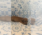 Small #2 Dachshund