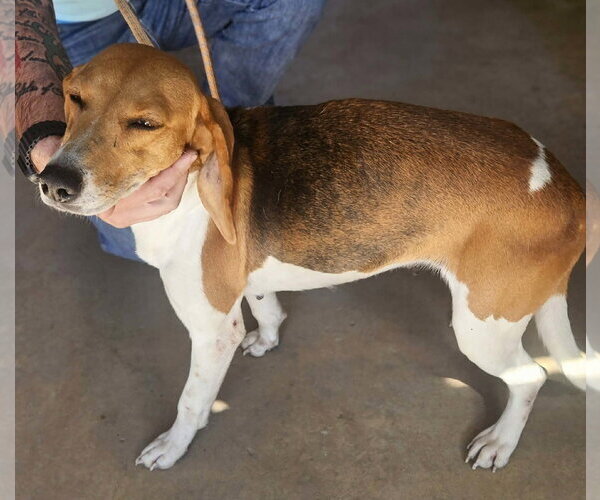 Medium Photo #2 Beagle Puppy For Sale in Tampa, FL, USA