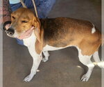 Small #1 Beagle