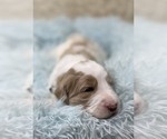 Small Photo #12 Goldendoodle Puppy For Sale in PIERSON, FL, USA