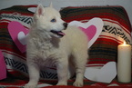 Small Photo #1 Siberian Husky Puppy For Sale in FREDERICKSBG, OH, USA
