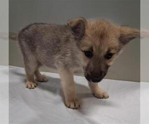 Siberian Husky Dogs for adoption in Bakersfield, CA, USA