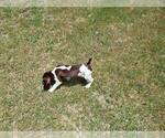 Small Photo #8 German Shorthaired Pointer Puppy For Sale in CELINA, TX, USA