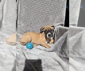 Boxer-Unknown Mix Dogs for adoption in SHERBURNE, NY, USA