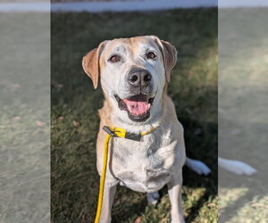 Labrador Retriever Dogs for adoption in Sandy, UT, USA