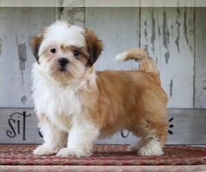 Shih Tzu Puppy for sale in FREDERICKSBG, OH, USA