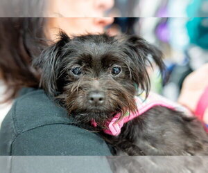 Mutt Dogs for adoption in Mundelein, IL, USA