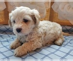 Small Photo #1 Cavachon Puppy For Sale in BLUE MOUND, TX, USA