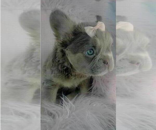 Medium Photo #1 French Bulldog Puppy For Sale in PEMBROKE PINES, FL, USA