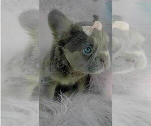 French Bulldog Litter for sale in PEMBROKE PINES, FL, USA