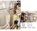 Puppy Dior Bullmastiff